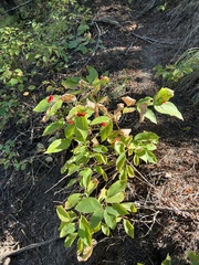 Prosartes trachycarpa