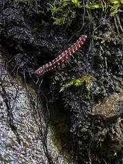 Nearctodesmidae