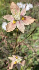 Moraea gawleri