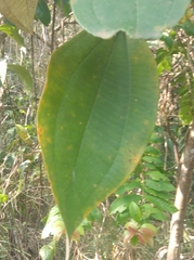 Miconia albicans