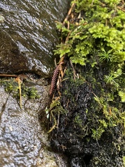 Nearctodesmidae