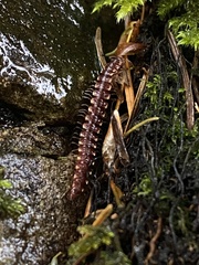 Nearctodesmidae