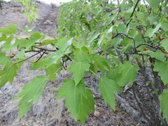 Acer glabrum douglasii