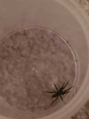 Gnaphosidae