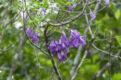 Jacaranda puberula