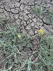 Lomatium