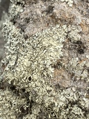 Xanthoparmelia cumberlandia