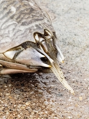 Emerita analoga