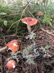 Russula paludosa