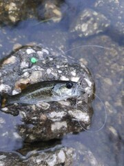 Micropterus floridanus