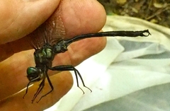 Somatochlora tenebrosa