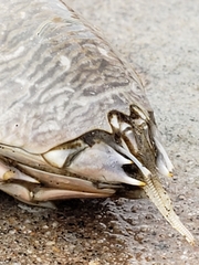 Emerita analoga