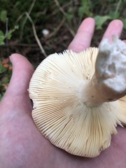 Russula paludosa