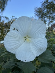 Hibiscus