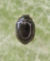 Stethorus pusillus