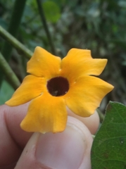 Thunbergia alata