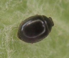 Stethorus pusillus