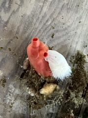 Cnemidocarpa finmarkiensis