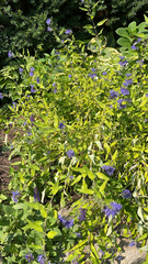 Salvia farinacea