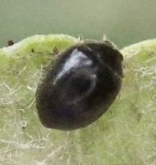 Stethorus pusillus