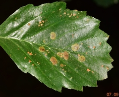 Melampsoridium betulinum