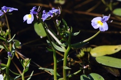 Porterella carnosula