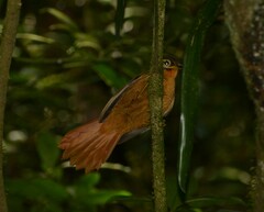 Philydor atricapillus