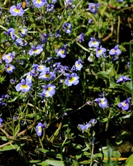 Porterella carnosula