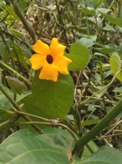 Thunbergia alata