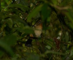 Trichothraupis melanops