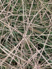 Chloris verticillata