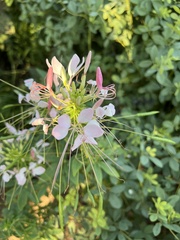 Cleome