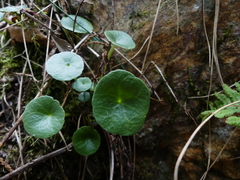 Umbilicus rupestris