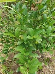 Citrus × aurantiifolia