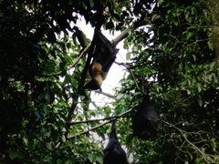 Pteropus poliocephalus