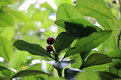 Elingamita johnsonii