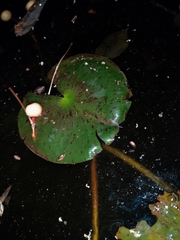Nymphaea mexicana