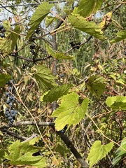 Vitis riparia
