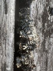 Hypogymnia physodes