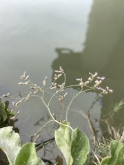 Limonium ramosissimum
