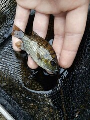 Sarotherodon melanotheron