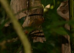 Philydor atricapillus