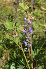 Lupinus polyphyllus