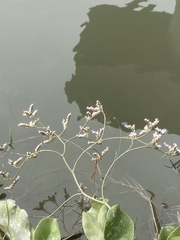 Limonium ramosissimum