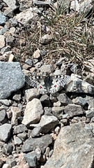 Parnassius smintheus
