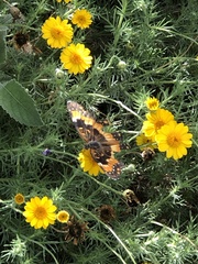 Chlosyne californica