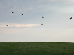 Tympanuchus phasianellus