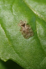 Corythucha marmorata