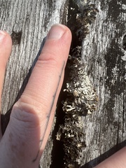 Hypogymnia physodes