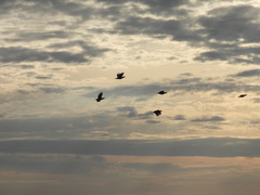 Tympanuchus phasianellus